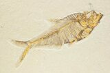 Detailed Fossil Fish (Diplomystus) - Wyoming #373775-1